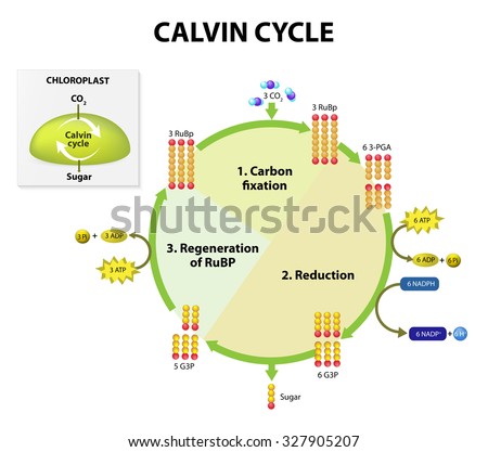 Photosynthesis. calvin cycle in chloroplast. Stock photo © 