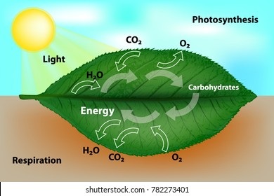 Photosynthesis And Cellular Respiration