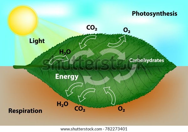 Photosynthesis Cellular Respiration Stock Vector (Royalty Free) 782273401