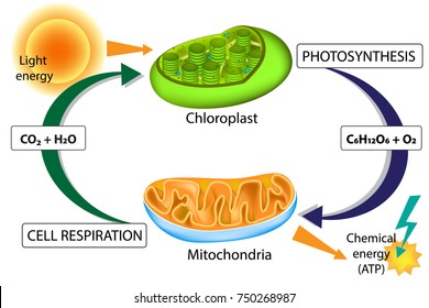 Photosynthesis and Cellular Respiration. Chloroplast and Mitochondria