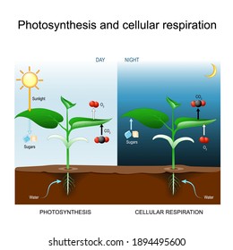 Photosynthesis and cellular respiration. comparison day and night with plant. explanation of Biological process. Poster for education, science, and biology use. vector illustration.
