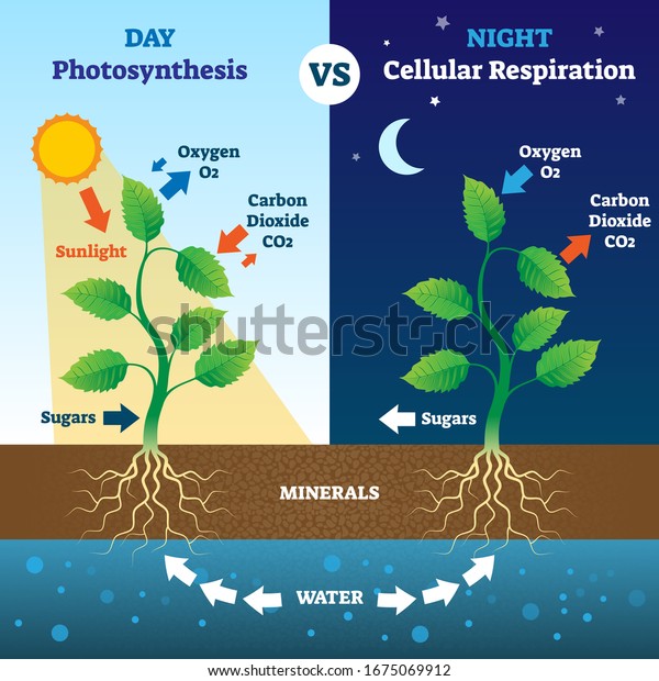 Photosynthesis and cellular respiration
comparison vector illustration. Biological process explanation in
day and night. Oxygen, carbon dioxide, sugars, minerals and water
system explanation
scheme.