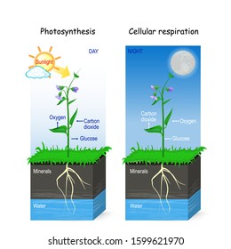 Photosynthesis and cellular respiration. day and night. Two posters for education, science, and biology use. vector illustration