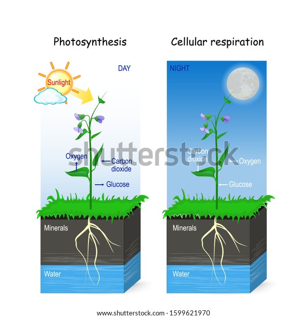 Photosynthesis Cellular Respiration Day Night Two Stock Vector Royalty Free