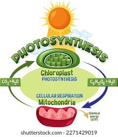 Photosynthesis and Cellular Respiration Diagram illustration