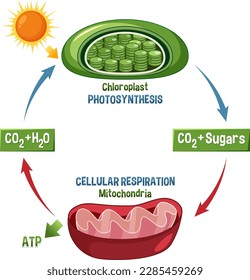 Photosynthesis and Cellular Respiration Diagram illustration