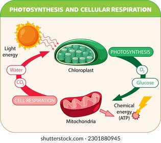 Photosynthesis and Cellular Respiration Diagram illustration