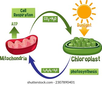 Photosynthesis and Cellular Respiration Diagram illustration