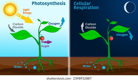 Fotosíntesis, respiración celular. Divide el agua para liberar oxígeno y fija el dióxido de carbono en azúcar. La luz solar cambia la energía química. Vida nocturna del ciclo vegetal, día. Vector de ilustración