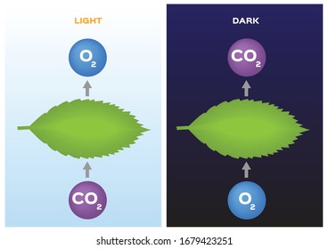 Photosynthesis And Cellular Respiration Vector / Leaf And Plant