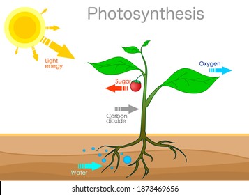 95,221 Photosynthesis Images, Stock Photos & Vectors | Shutterstock