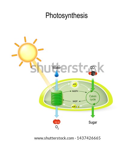 photosynthesis in a chloroplast. Calvin cycle. In process of photosynthesis, plant water absorbing, light from the sun, and carbon dioxide from the atmosphere and converting it to sugars and oxygen Stock photo © 
