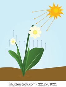 Photosynthesis Concept. Plant And Sun Rays. Vector