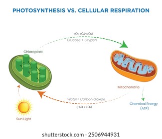 Photosynthesis converts light energy into glucose in plants, while cellular respiration breaks down glucose to release energy in cells.