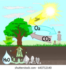 Photosynthesis Diagram