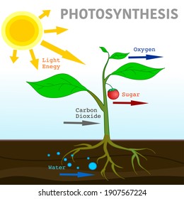 Photosynthesis diagram. Convert light energy content carbohydrates. Sun light into chemical energy, splits water to liberate oxygen, and fixes carbon dioxide into sugar. Illustration Vector