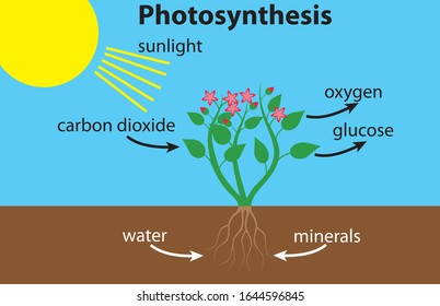 Photosynthesis Diagram With A Nice Red Flower