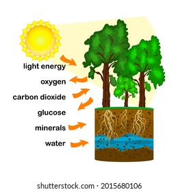 Photosynthesis diagram. Process of plant produce oxygen. Photosynthesis process labelled. science Education botany poster. Photosynthesis process poster with plant, text and arrows.Vector illustration