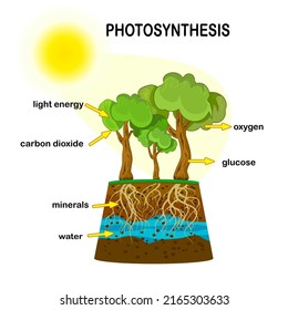 Photosynthesis diagram. Process of plant produce oxygen. Potosynthesis process labelled. science Education botany poster. Photosynthesis process poster with plant, text and arrows. Vector illustration