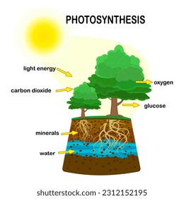 Diagrama de fotosíntesis. El proceso de planta produce oxígeno. Proceso de fotosíntesis etiquetado. Afiche botánico de educación científica. Cartel del proceso de fotosíntesis con planta, texto y flechas.Ilustración vectorial