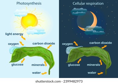 Photosynthesis diagram. Process of plant produce oxygen. Photosynthesis process labelled. Science education botany poster. Photosynthesis process poster with plant, text and arrows.Vector illustration