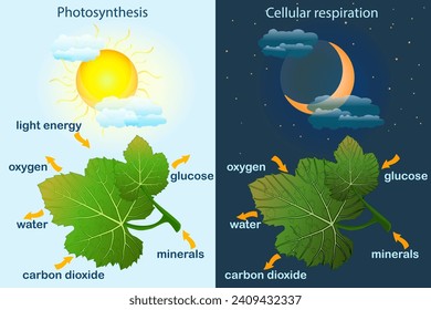 Photosynthesis diagram. Process of plant produce oxygen. Photosynthesis process labelled. Science education botany poster. Photosynthesis process poster with plant, text and arrows.Vector illustration