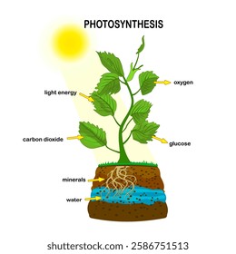 Photosynthesis diagram. Process of plant produce oxygen. Photosynthesis process labelled. science Education botany poster. Photosynthesis process poster with plant, text and arrows.Vector illustration