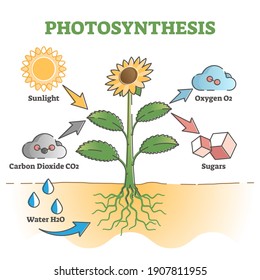 Photosynthesis diagram process symbolic explanation scheme outline concept. Carbon dioxide absorption from sunlight and water as nature oxygen production vector illustration. Green plant leaf energy.