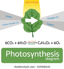 Photosynthesis diagram. Schematic vector illustration of the photosynthetic process. 