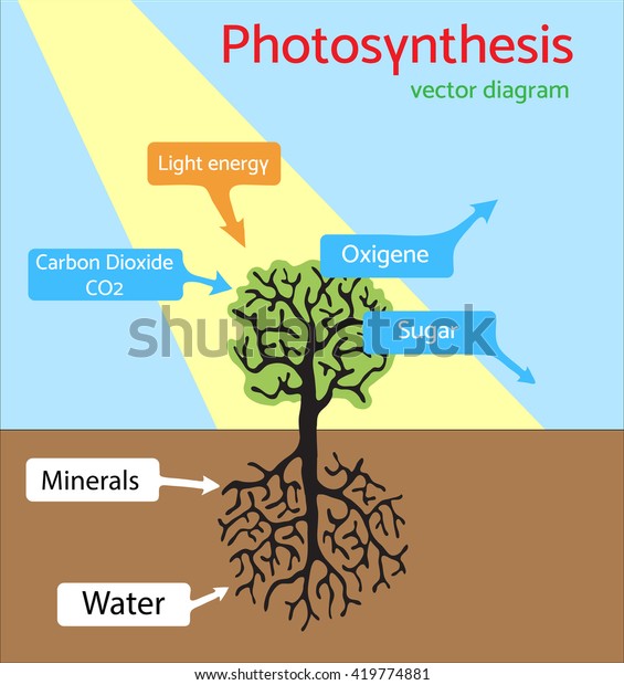 Photosynthesis Diagram Schematic Vector Illustration Stock Vector ...