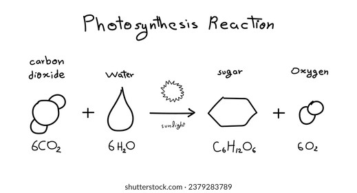Photosynthesis equation. Carbon dioxide, water, sugars and oxygen. Chemical reaction with reactants and products. Chemical resources for teachers and students. Scientific doodle handwriting concept.