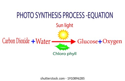 Photosynthesis equation - photosynthesis formula 