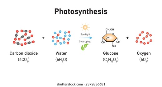 Photosynthesis Equation Scientific Design. Vector Illustration.