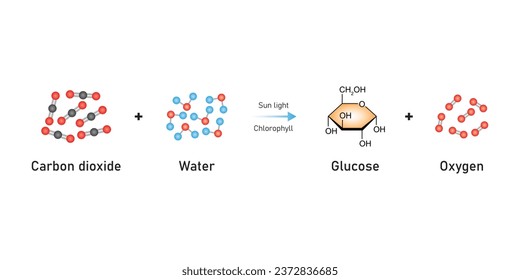 Photosynthesis Equation Scientific Design. Vector Illustration.