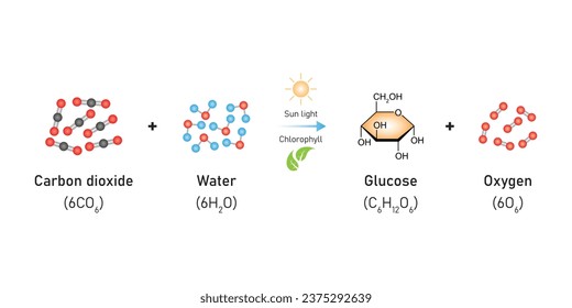 Photosynthesis Equation Scientific Design. Vector Illustration.