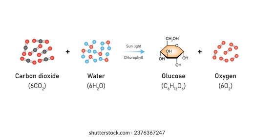 Photosynthesis Equation Scientific Design. Vector Illustration.