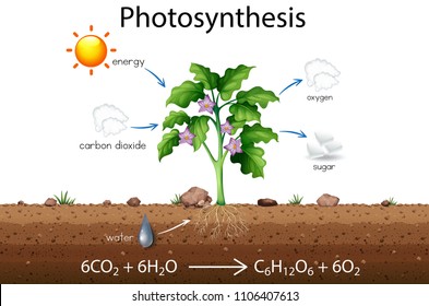 Photosynthesis explanation science diagram  illustration