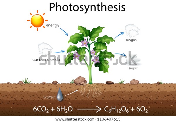 Photosynthesis\
explanation science diagram \
illustration