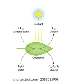 Photosynthesis, photosynthesis formula, Biology Education. Vector illustration.