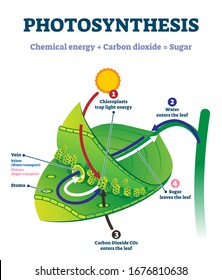 Photosynthesis leaf vector illustration. Labeled educational scheme where light energy converts to chemical sugars. Natural botanic process visualization with stages explanation. Closeup plant system.