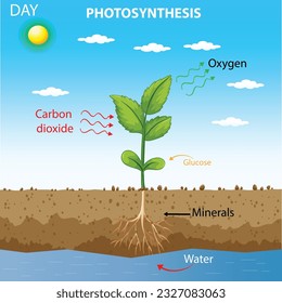 Photosynthesis. Nature's solar-powered process where plants convert sunlight, water, and carbon dioxide into oxygen and glucose, fueling life on Earth.