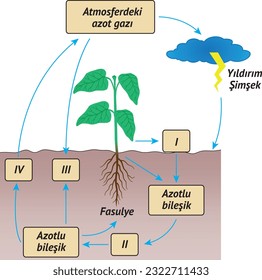 Photosynthesis, nitrogen gas in the atmosphere, lightning, lightning, beans, nitrogenous compound, Biyoloji, Biyoloji  Dersi, Fotosentez, Toprak, Bitki