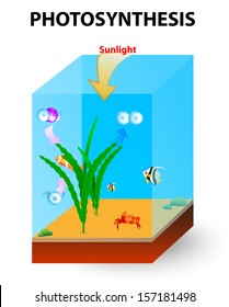 Photosynthesis in the ocean is carried algae. Marine plant use sunlight to perform photosynthesis to generate organic matter in the form of glucose.