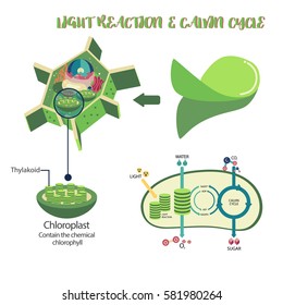 Photosynthesis Plant Cell Diagram Illustration Vector Design