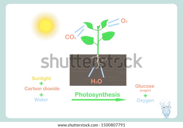 Photosynthesis Plant Colorful Illustration On White Stock Vector ...