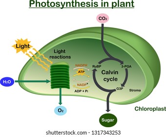 Photosynthesis in plant diagram