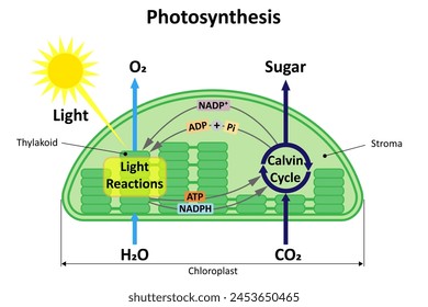 Photosynthesis in a plant. Diagram.