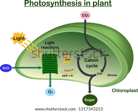 Photosynthesis in plant diagram Stock photo © 