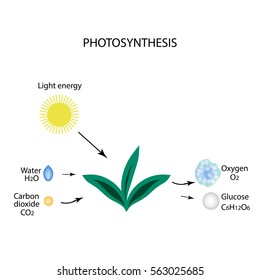 Photosynthesis. The plant is in the sun. Water, carbon ha, oxygen, glucose. Infographics. Vector illustration on isolated background