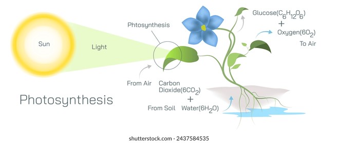 Photosynthesis is a plant vector. Botany and its branches students study material. Anatomy and cross section image. realistic Illustrated guide to Photosynthesis in a plant.